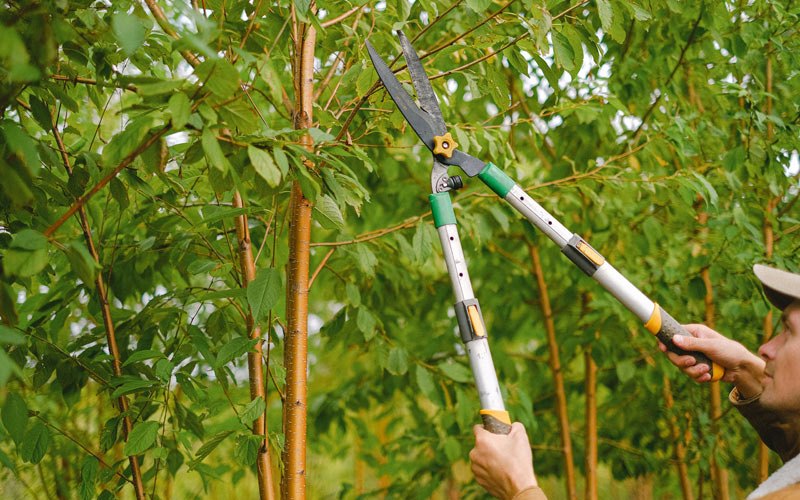 Tree trimming in Lemon Grove, CA